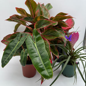 Secret Santa Mystery Box - 3 Holiday Plants