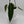 Anthurium Queen (Anthurium Warocqueanum)