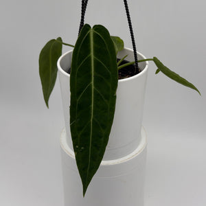 Anthurium Queen (Anthurium Warocqueanum)