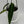 Anthurium Queen (Anthurium Warocqueanum)