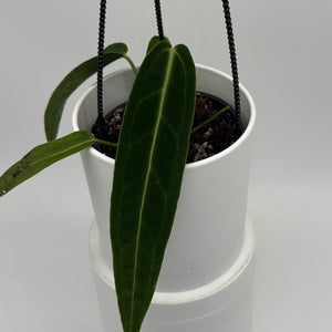 Anthurium Queen (Anthurium Warocqueanum)