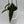 Anthurium Queen (Anthurium Warocqueanum)