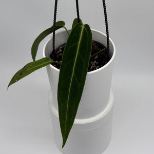 Anthurium Queen (Anthurium Warocqueanum)