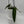 Anthurium Queen (Anthurium Warocqueanum)
