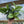 Scindapsus Pictus 'Sterling'