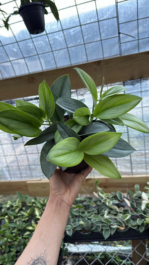 Scindapsus Pictus 'Sterling'