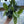 Scindapsus Pictus 'Sterling'