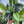 Scindapsus Pictus 'Sterling'