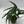 Amydrium Zippelianum 'Green'