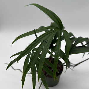 Amydrium Zippelianum 'Green'