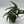 Amydrium Zippelianum 'Green'
