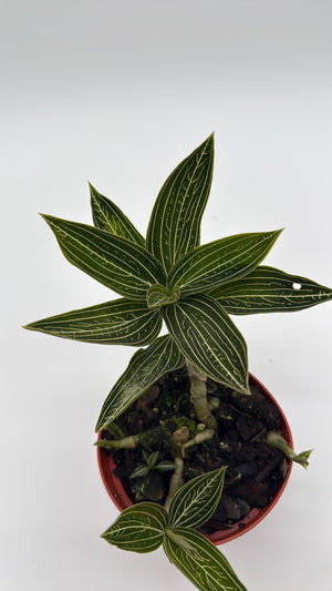 Jewel Orchid ‘Ludisia Galaxy’