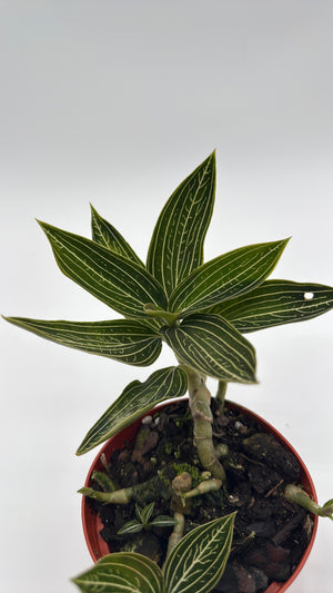 Jewel Orchid ‘Ludisia Galaxy’