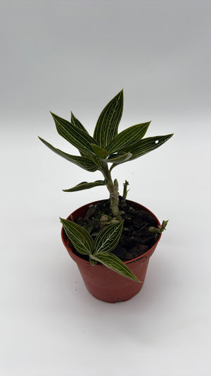 Jewel Orchid ‘Ludisia Galaxy’