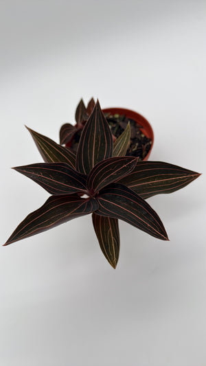 Jewel Orchid 'Ludisia Dark Leaf'