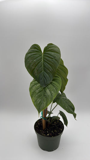 Philodendron Majestic