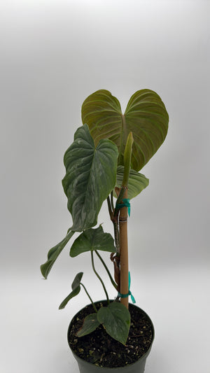 Philodendron Majestic