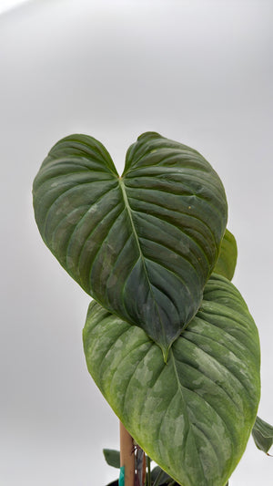 Philodendron Majestic