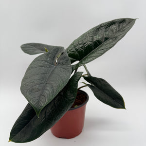 Alocasia Scalprum