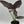 Alocasia Reginae