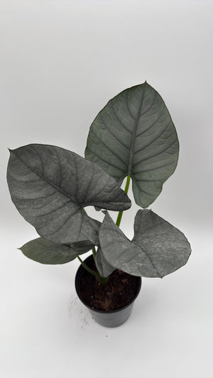 Alocasia Reginae