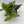 Scindapsus Pictus 'Sterling'