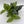 Scindapsus Pictus 'Sterling'