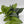 Scindapsus Pictus 'Sterling'