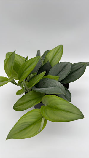Scindapsus Pictus 'Sterling'