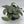 Scindapsus Silver Hero