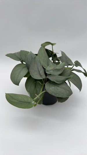 Scindapsus Silver Hero