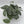 Scindapsus Silver Hero