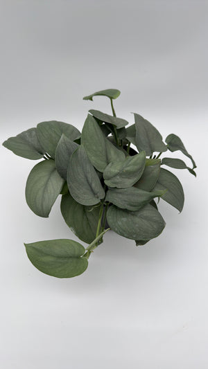 Scindapsus Silver Hero