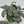 Scindapsus Silver Hero