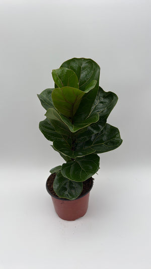 Ficus Fiddle Leaf Fig