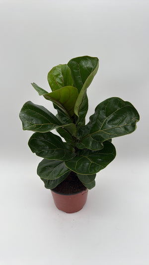 Ficus Fiddle Leaf Fig