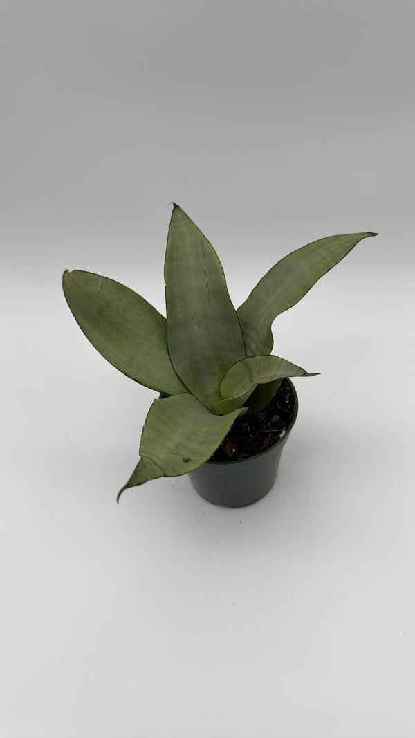 Sansevieria 'Moonshine'