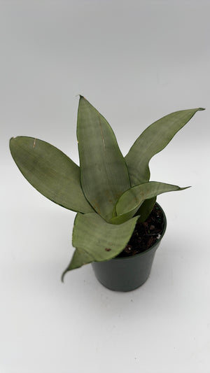 Sansevieria 'Moonshine'