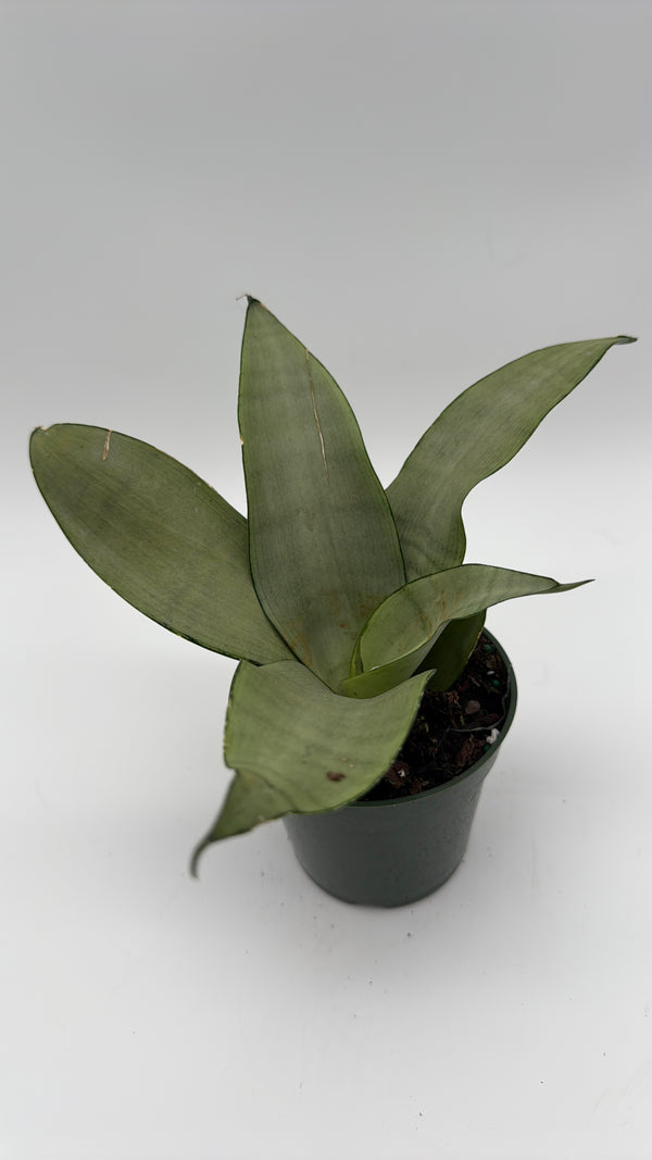 Sansevieria 'Moonshine'