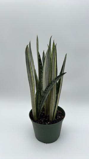 Sansevieria 'Bantel's Sensation'