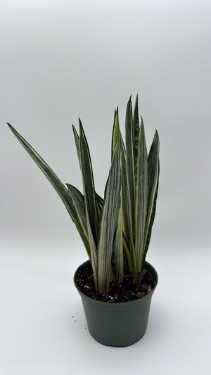 Sansevieria 'Bantel's Sensation'