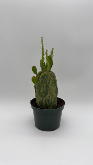 Variegated Opuntia Prickly Pear Cactus