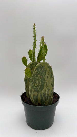 Variegated Opuntia Prickly Pear Cactus