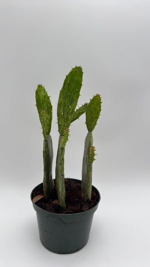 Variegated Opuntia Prickly Pear Cactus