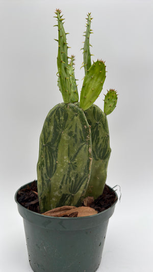 Variegated Opuntia Prickly Pear Cactus