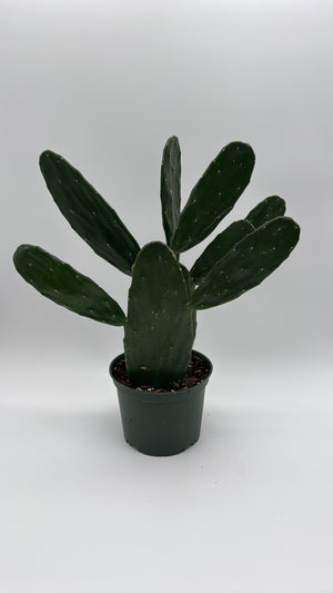 Opuntia Prickly Pear Cactus