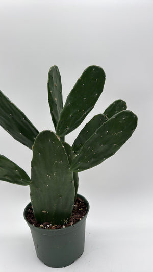 Opuntia Prickly Pear Cactus
