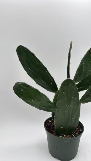 Opuntia Prickly Pear Cactus