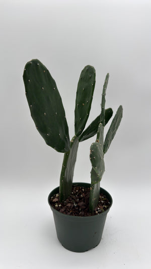 Opuntia Prickly Pear Cactus
