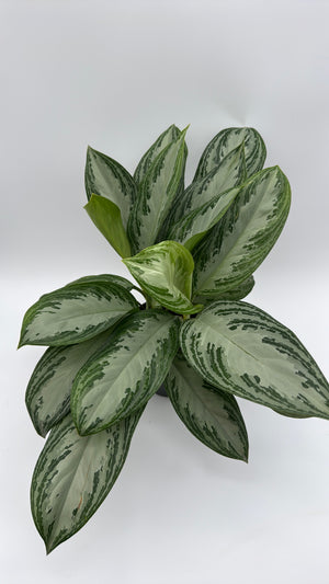 Aglaonema Silver Bay